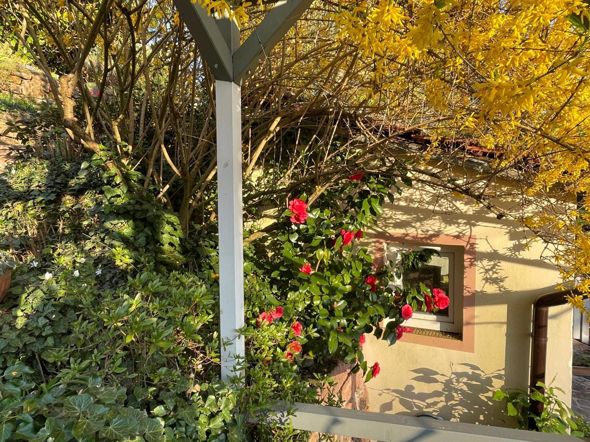 Am Berggarten Heidelberg Eksteriør bilde